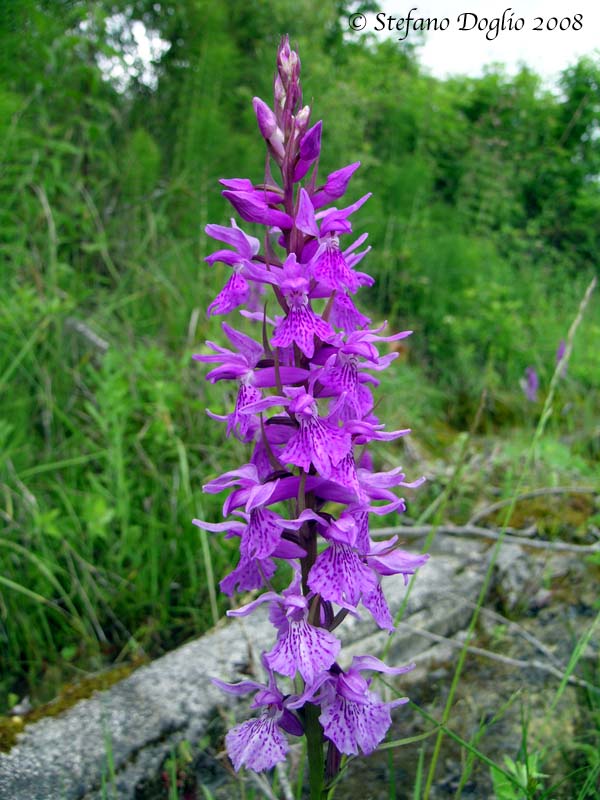 Orchis spitzelii e altro dai Simbruini